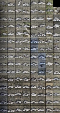 イチノ兄弟、釣果！