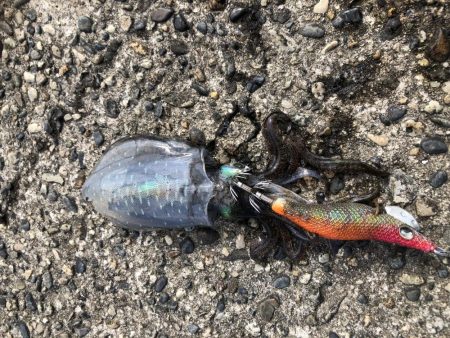 アオリイカ新子調査②