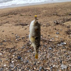 久しぶりの淡路島釣行