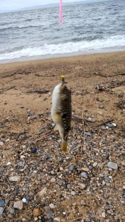 久しぶりの淡路島釣行