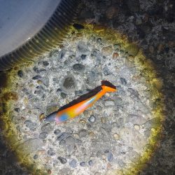 フッコ45cm ヒラメ35cm 粘りました