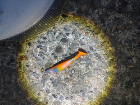 フッコ45cm ヒラメ35cm 粘りました