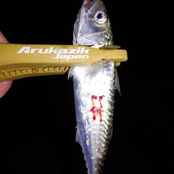 アジングのはずか