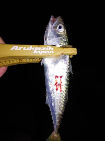 アジングのはずか