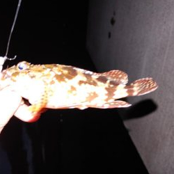 エギング！フロートリグ！