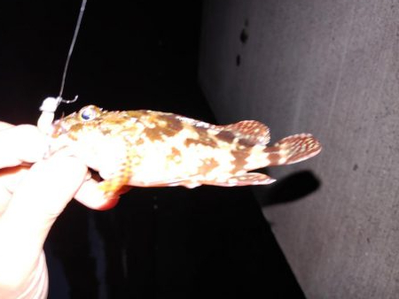 エギング！フロートリグ！