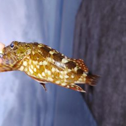 エギング！メバリング！