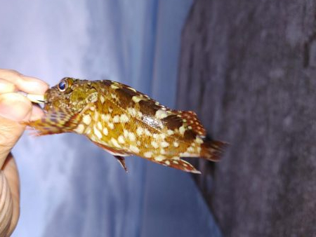 エギング！メバリング！