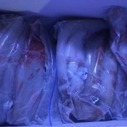 シロイカぼちぼち