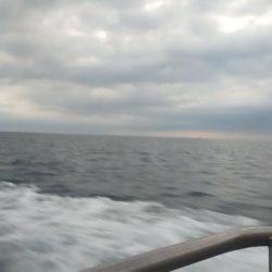 渋くなってきた