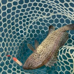 A.P.Pフィッシングガイドサービス　7月の上五島でカヤックフィッシングポイントを探す！