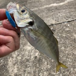 A.P.Pフィッシングガイドサービス デストロイモードにいい反応が得られましたし、ショアからライトに魚を確認できました。