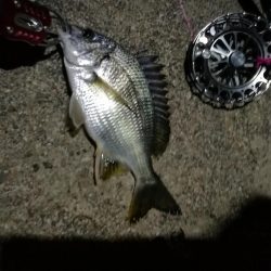 2021/08/01 南港ヘチ釣り