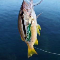 ロックフィッシュ