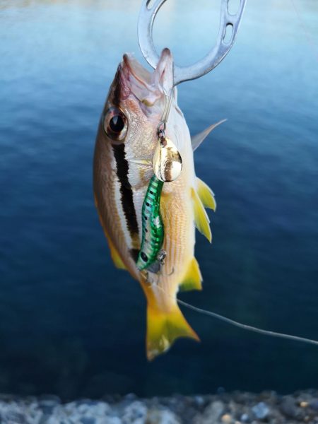 ロックフィッシュ