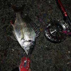 2021/08/04 南港ヘチ釣り