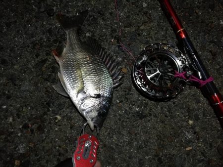 2021/08/04 南港ヘチ釣り