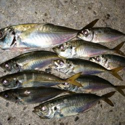 久しぶりの10匹