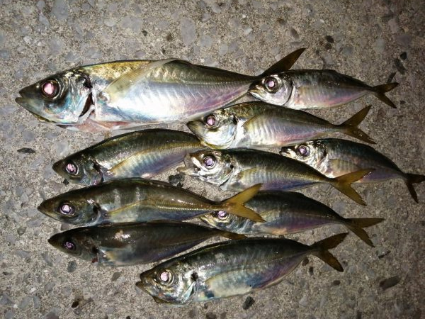 久しぶりの10匹