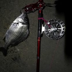 2021/08/25 南港ヘチ釣り