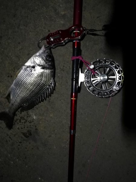 2021/08/25 南港ヘチ釣り