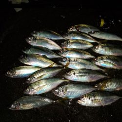 フロートゲーム～