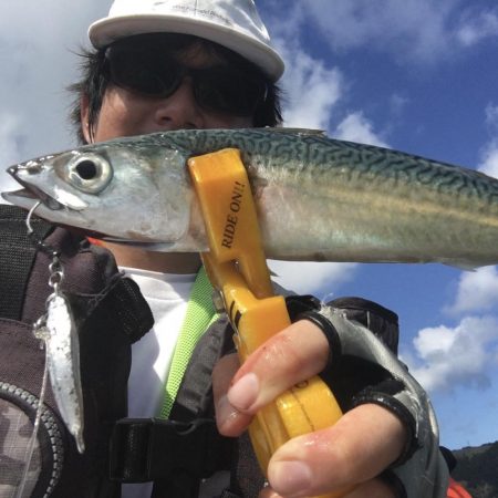 長崎　上五島　A.P.Pフィッシングガイドサービス　サバのナブラ発生