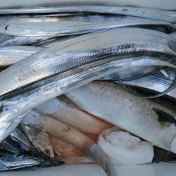 泉州丸 釣果