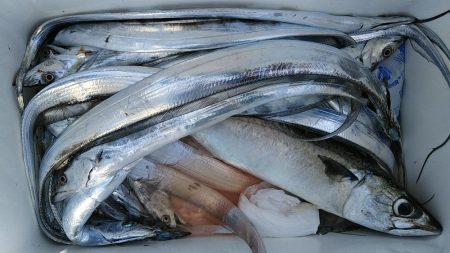 泉州丸 釣果