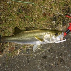 大雨後の増水狙いシーバス