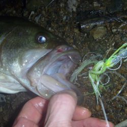 八月バス釣り