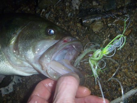 八月バス釣り