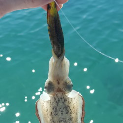 アオリイカ新子調査