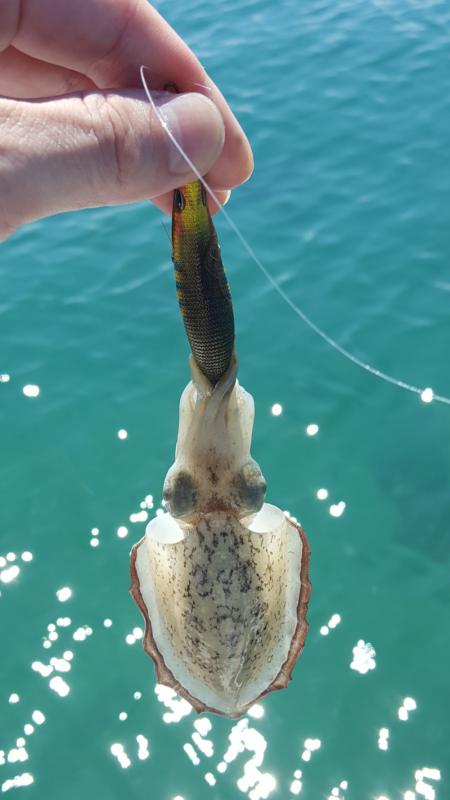 アオリイカ新子調査