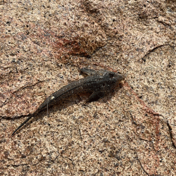 姫路でキス釣り激渋