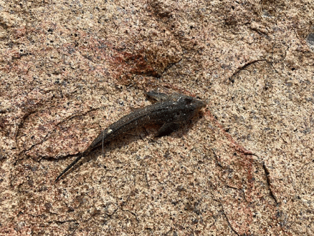 姫路でキス釣り激渋