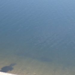 フィッシングレイクたかみや 釣果