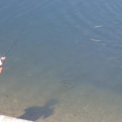 フィッシングレイクたかみや 釣果