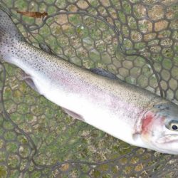 フィッシングレイクたかみや 釣果