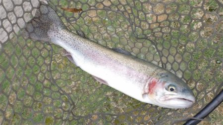 フィッシングレイクたかみや 釣果