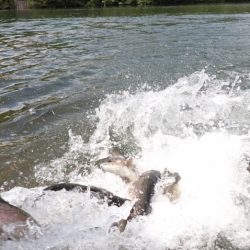 フィッシングレイクたかみや 釣果