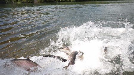 フィッシングレイクたかみや 釣果