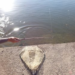 フィッシングレイクたかみや 釣果