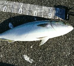 沖堤で青物リベンジ！ヤバかったけど…