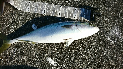 沖堤で青物リベンジ！ヤバかったけど…