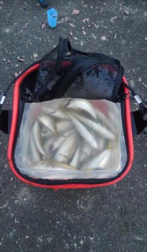 アジ一本狙い！！