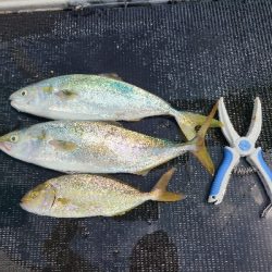 もっといけたかなぁ。