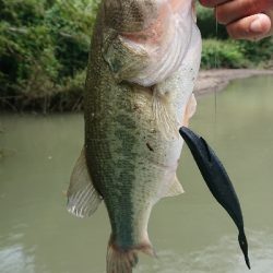 マッディ相模湖