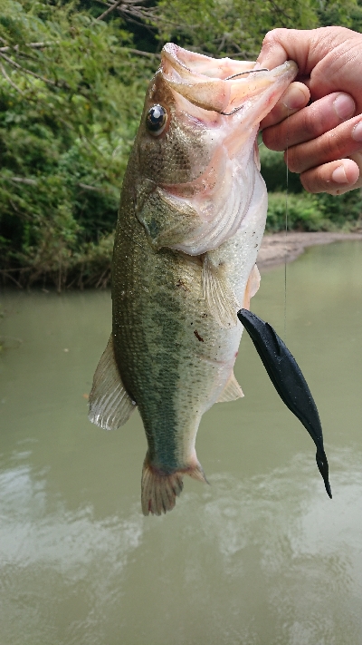 マッディ相模湖