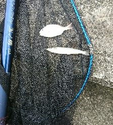 源一郎の鱗付けしたくて…超満員のマリーナ(*_*)